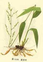 ��ͼ������Ҷ