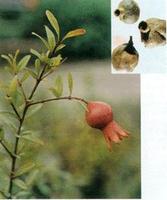 ��ͼ��ʯ��Ƥ