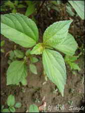 ��ͼ�����Ȳ�