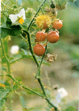 ��ͼ��Ұ����