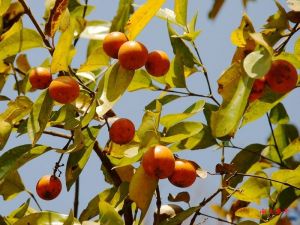 ��ͼ����Ǯ��