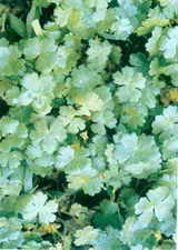 ��ͼ�����ݴ