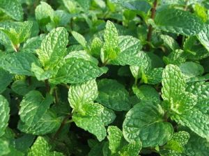 ��ͼ��������