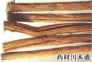 ��ͼ����ľͨ