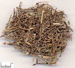 ��ͼ������ūҩ��