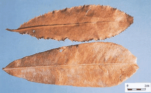 ��ͼ��ʯ�Ҷ