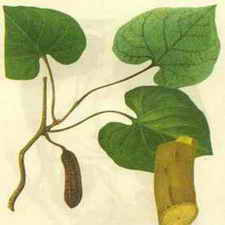 ��ͼ����ľͨ