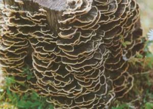 ��ͼ����֥