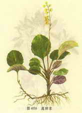 ��ͼ��¹����