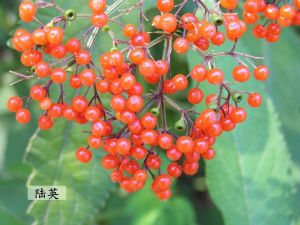 ��ͼ��½Ӣ��ʵ