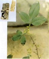 ��ͼ����ͩƤ