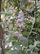 ��ͼ�����ɻ�