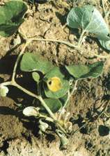 ��ͼ����ë������