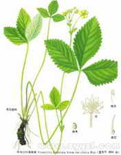 ��ͼ��ί���