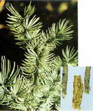 ��ͼ������Ƥ