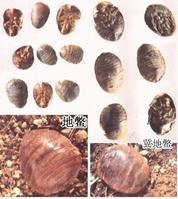 ��ͼ�������