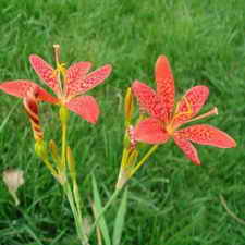 ��ͼ�����ԭֲ��