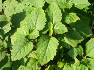 ��ͼ����޽��