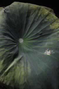 ����Ŵ�����Źǵ���������ͻ�˲��ף�