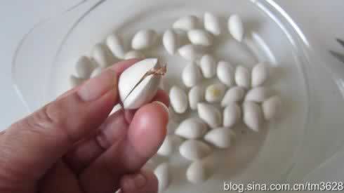 微波炉盐焗银杏的做法(零食菜谱-快速低成本做出的高级料理店名点)