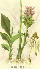 ��ͼ������ԭֲ����̬