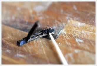 ��������̲�����������ϲ��ף�