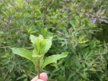 �������ѿ��������