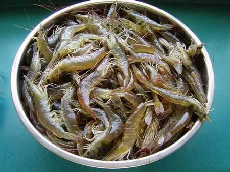 ��α�����Ϻ��С���ŵ�����