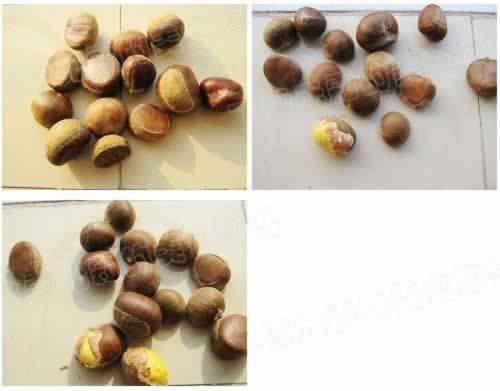 ���ְ���ȥƤ����������