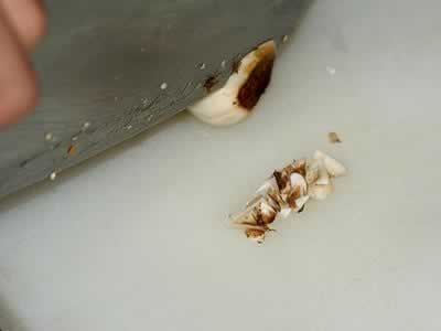 �ٺϲ��ܳ����������