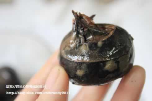 ���������Ź���������