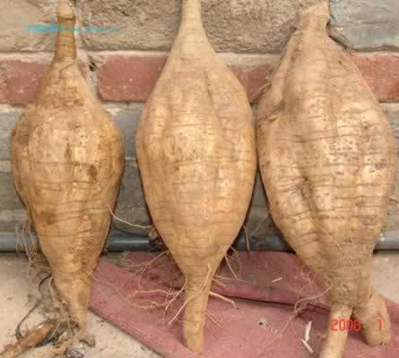 ���׺��ܲ���ɽ�۸�������������