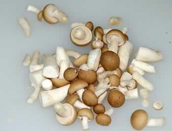 ���ϳ����������