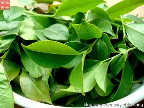 �����붹���׷�������