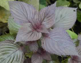 ���±��˳�С����ʪˮ������