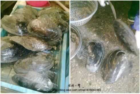 蚌肉烧菜苔的做法