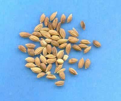 ɽ���÷ˮ������