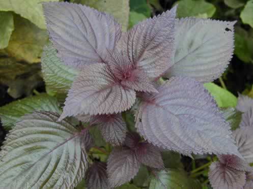 ɽ���÷ˮ������