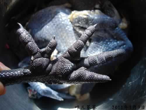 �ڼ�ɽҩ�ҵ�����