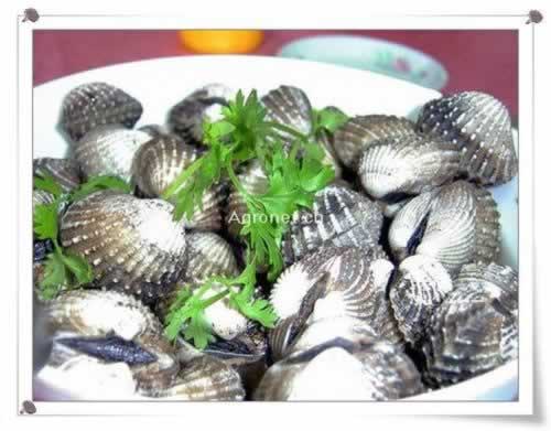 ����Ѫ�������