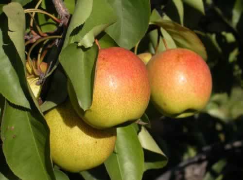 ����Ф����������