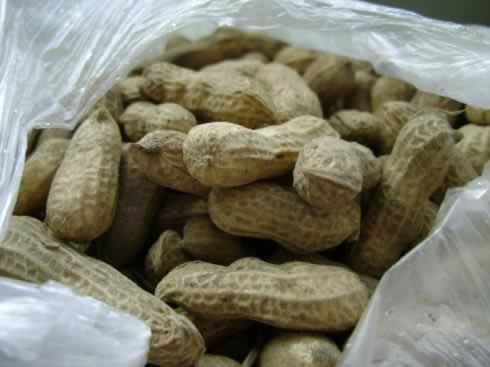 ����������Ѫ��������