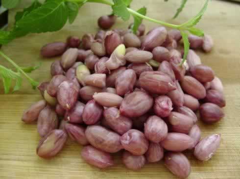 ����������Ѫ��������