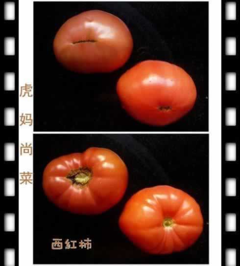 如何挑番茄的做法