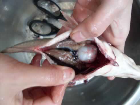 怎样收拾一条鱼的做法