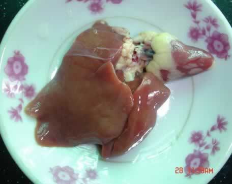 ���Ƹ��������