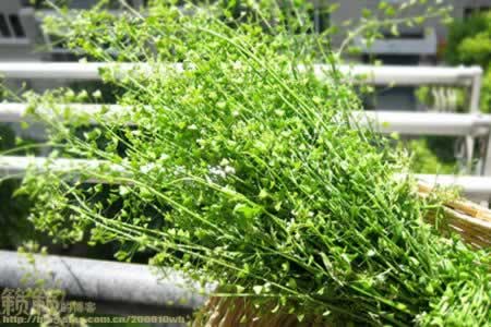 �ز˻��󼦵�������