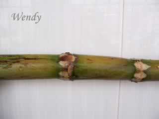 竹蔗茅根水的做法