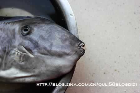 酱焖扒皮鱼的做法