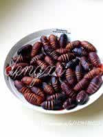 ���Բ�Ӽ������